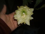 crenata orchid cactus